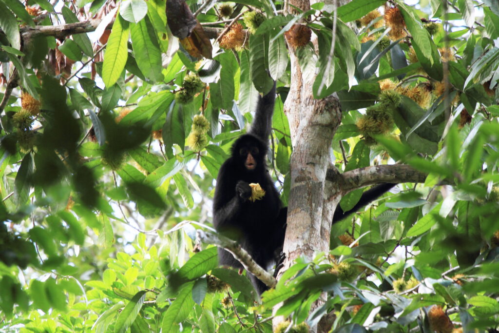Macacos-aranha, os maiores primatas na região, se empanturram de frutas doces e carnudas e são dispersores importantes de árvores como canelas, breus, massarandubas, araçás e outros